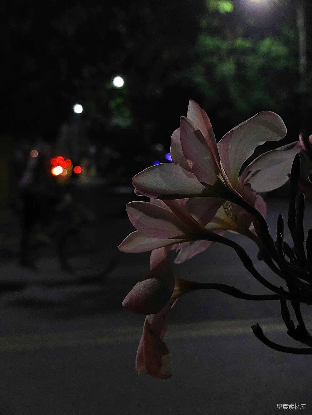 高清摄影  一朵花的特写