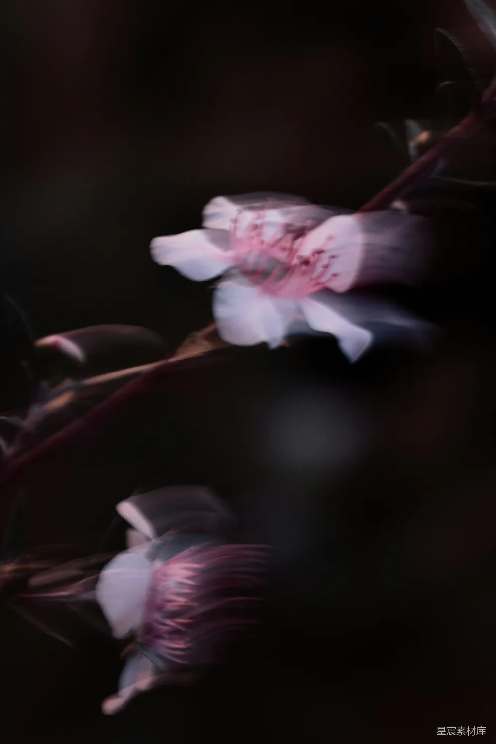 高清摄影  一朵花的特写，背景模糊不清。