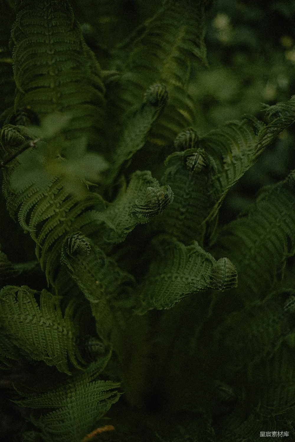 高清摄影  一张绿色植物的特写，叶子清晰可见。