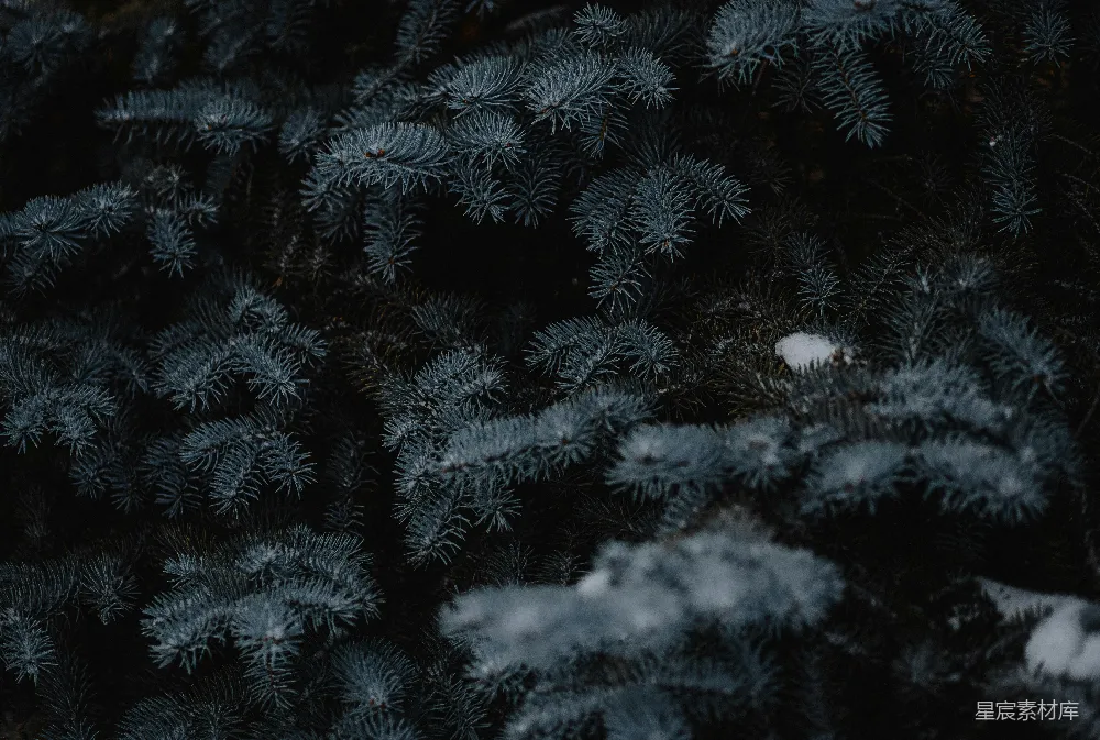 高清摄影  松树上覆盖着雪的特写镜头