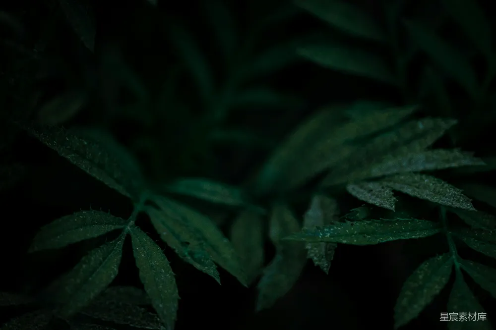 高清摄影  一些树叶的特写