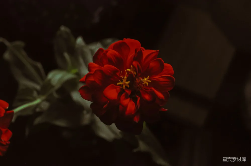 高清摄影  红色花瓣的花