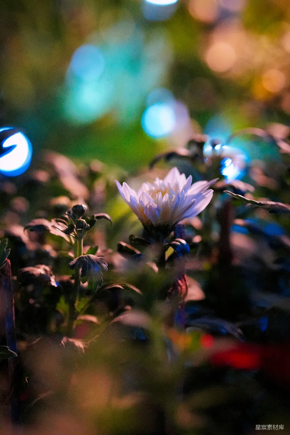 高清摄影  田野中一朵白色的花的特写