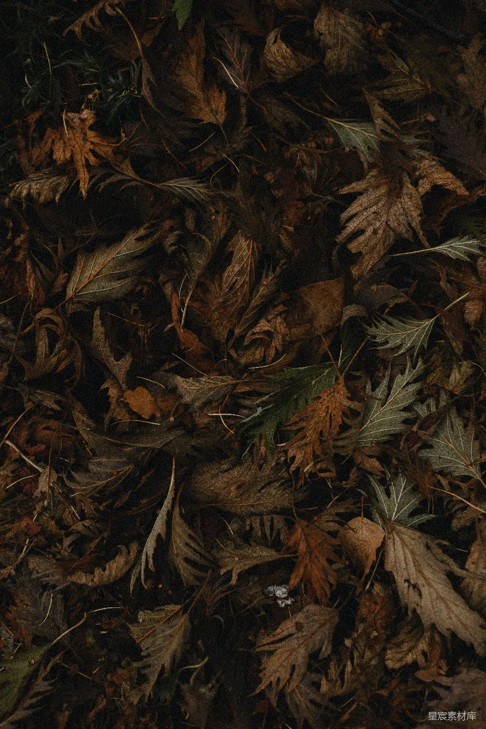 高清摄影  地上的树叶一堆