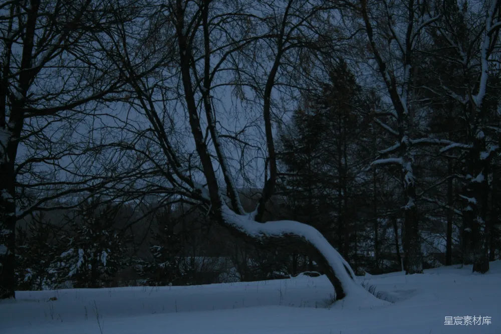 高清摄影  一片覆盖着积雪的田野，背景中有树木。