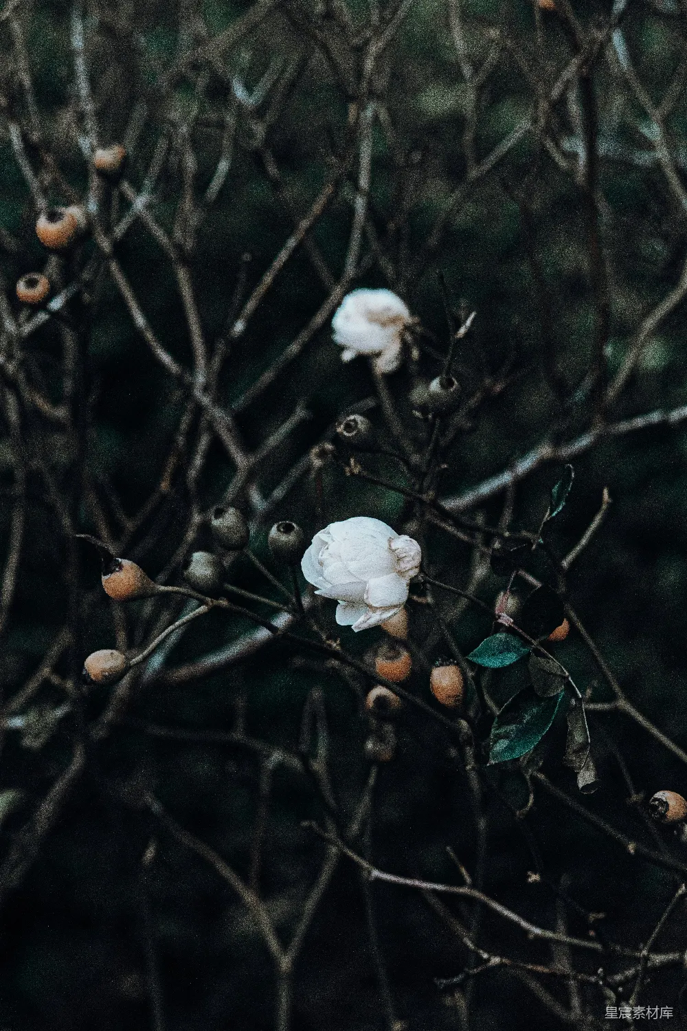 高清摄影  一棵树上长了一朵白花。