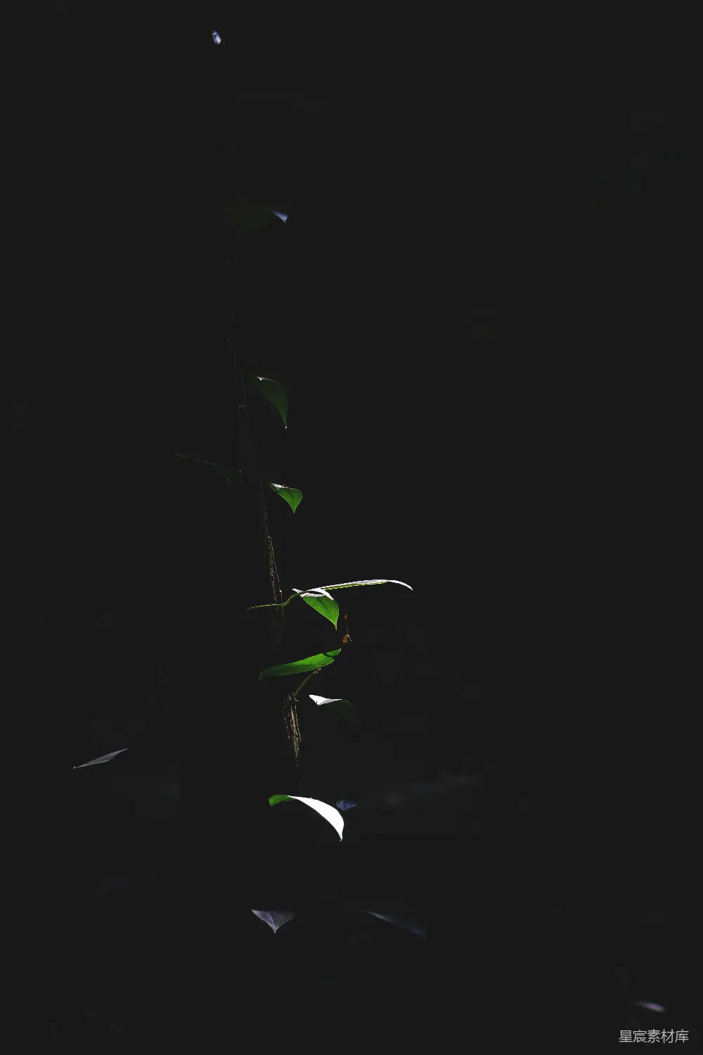 高清摄影  黑暗房间里的黑背景下的一株植物