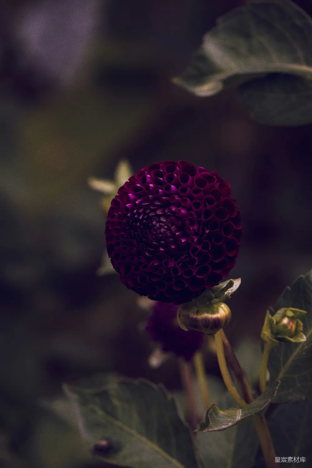 高清摄影  一朵紫色的花和绿色的叶子背景