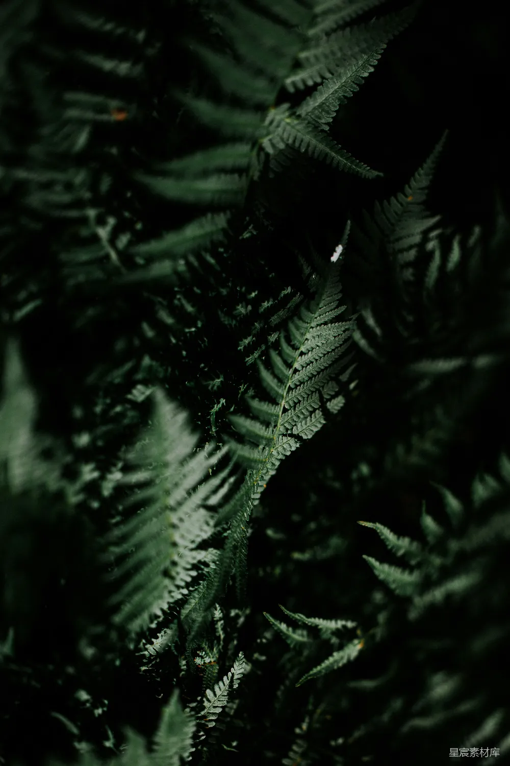 高清摄影  深绿色的蕨类植物填满了画面。