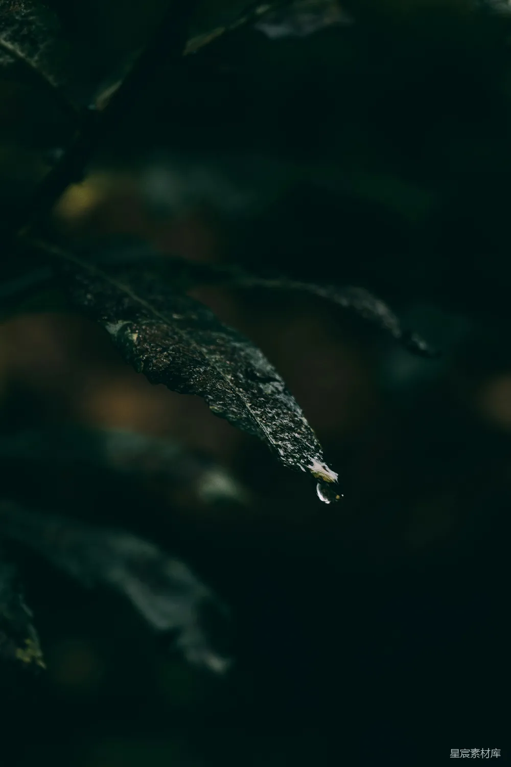 高清摄影  一张树叶的特写，背景模糊不清。