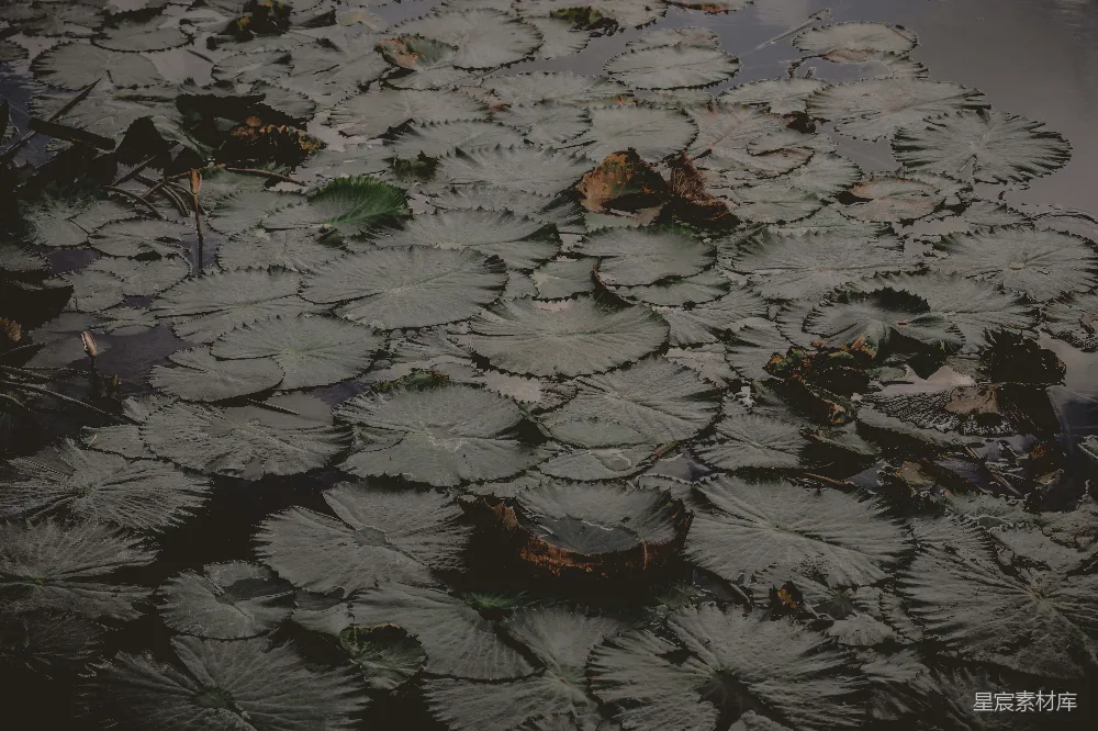 高清摄影  一片树叶漂浮在水面上。