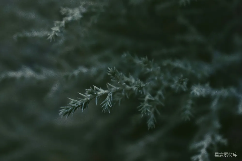 高清摄影 自然 一张模糊背景中的树枝特写照片