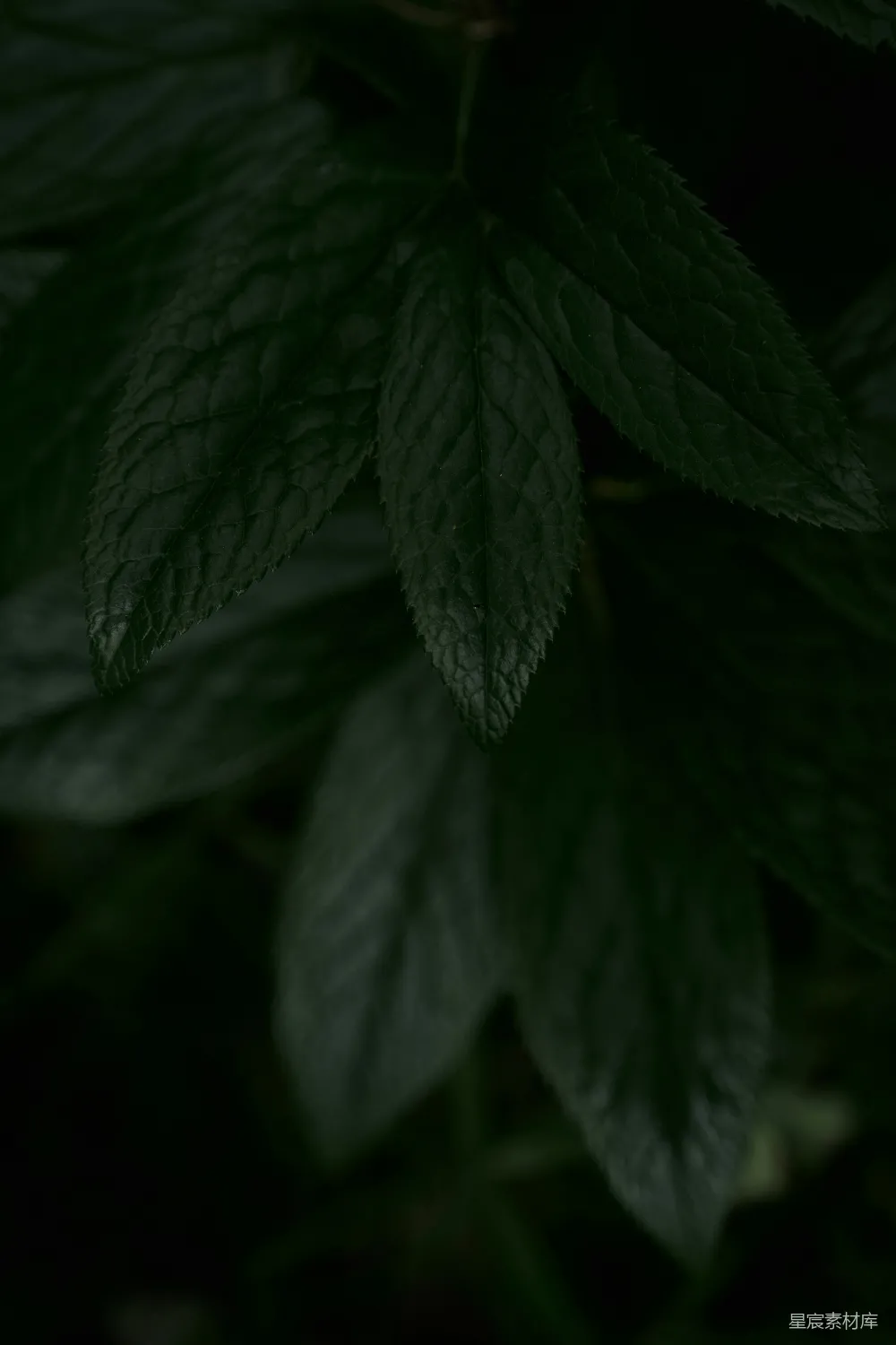 高清摄影  一张绿色植物的特写照片