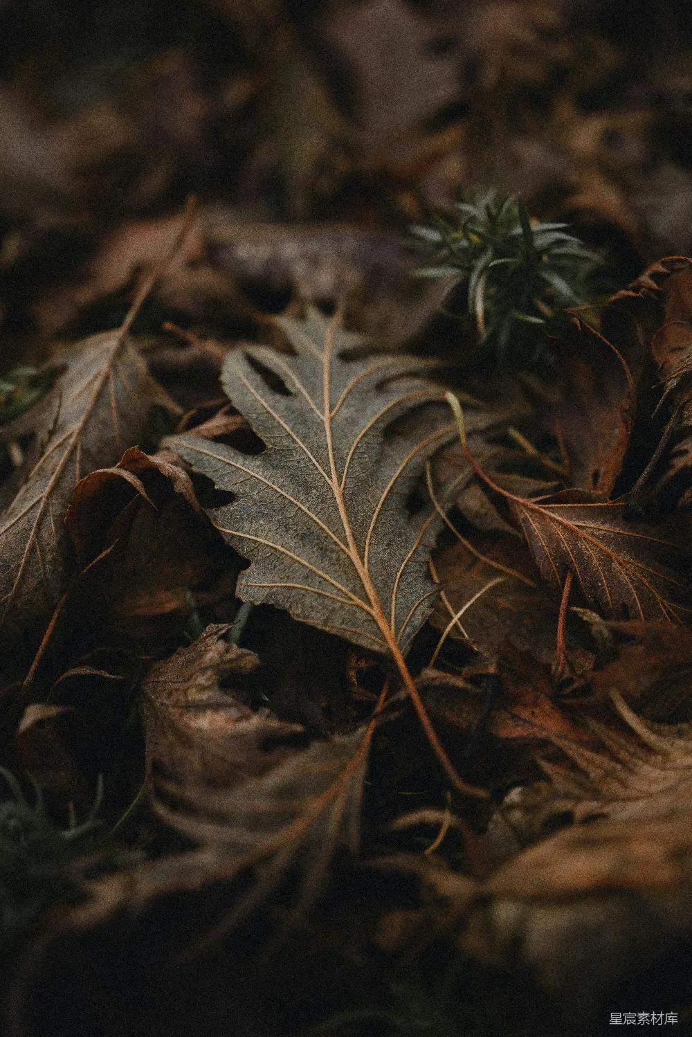 高清摄影  一地落叶