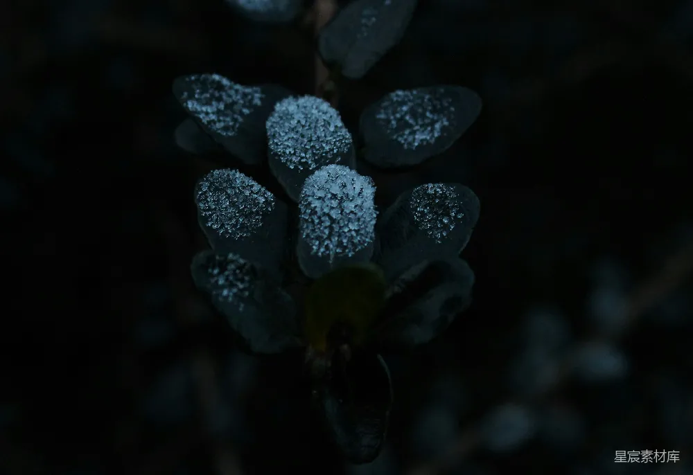 高清摄影  一朵上面有雪的花的特写。