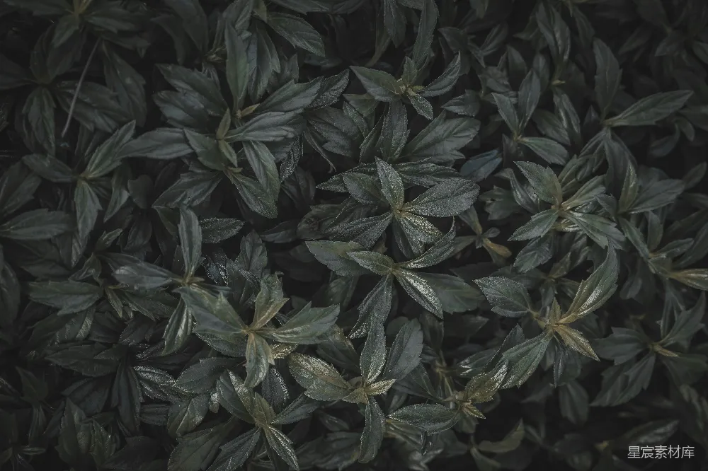 高清摄影  一墙上的叶子