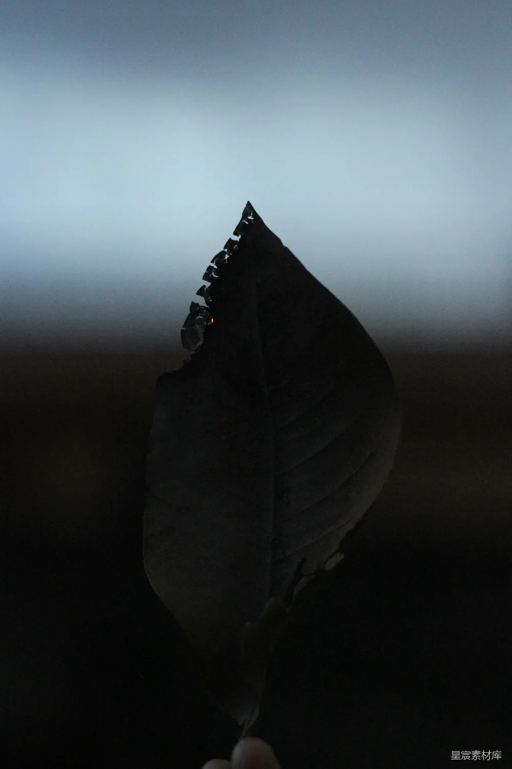 高清摄影  一个人手里拿着一片叶子