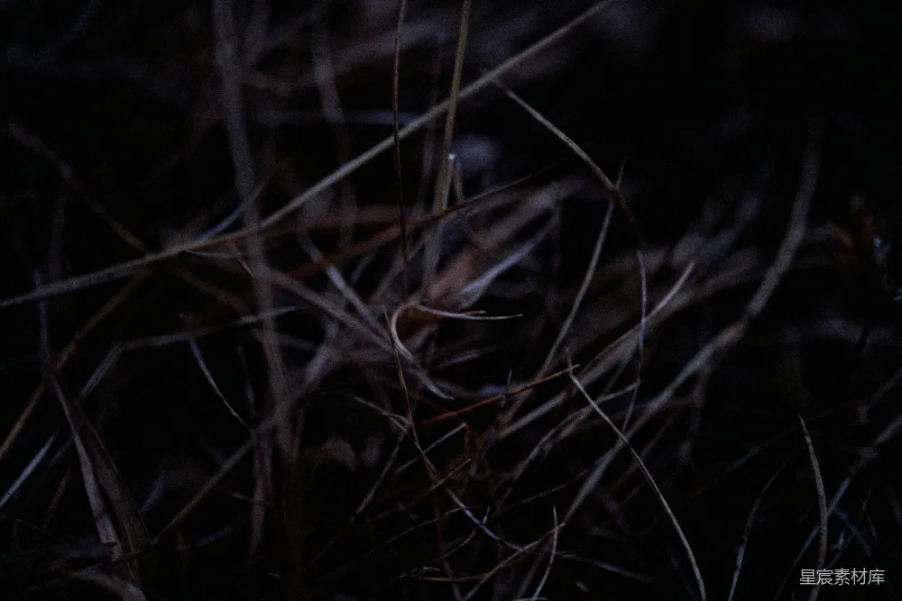 高清摄影 自然 壁纸 一张黑白照片，显示在黑暗中草地的情景。