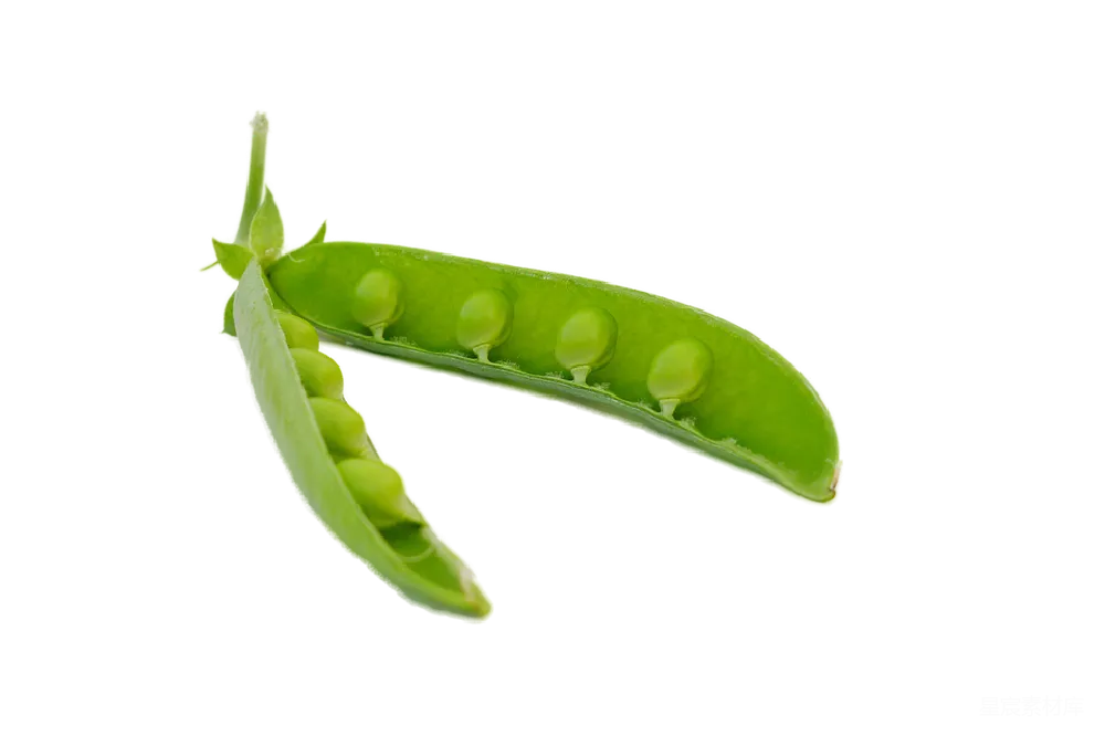 元素素材 豌豆