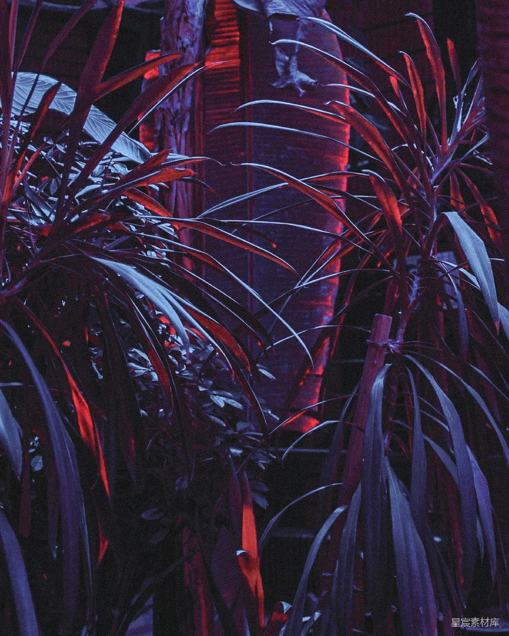 高清摄影  两株线叶植物
