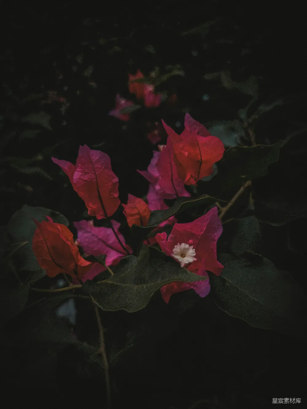 高清摄影  一簇红花绿叶