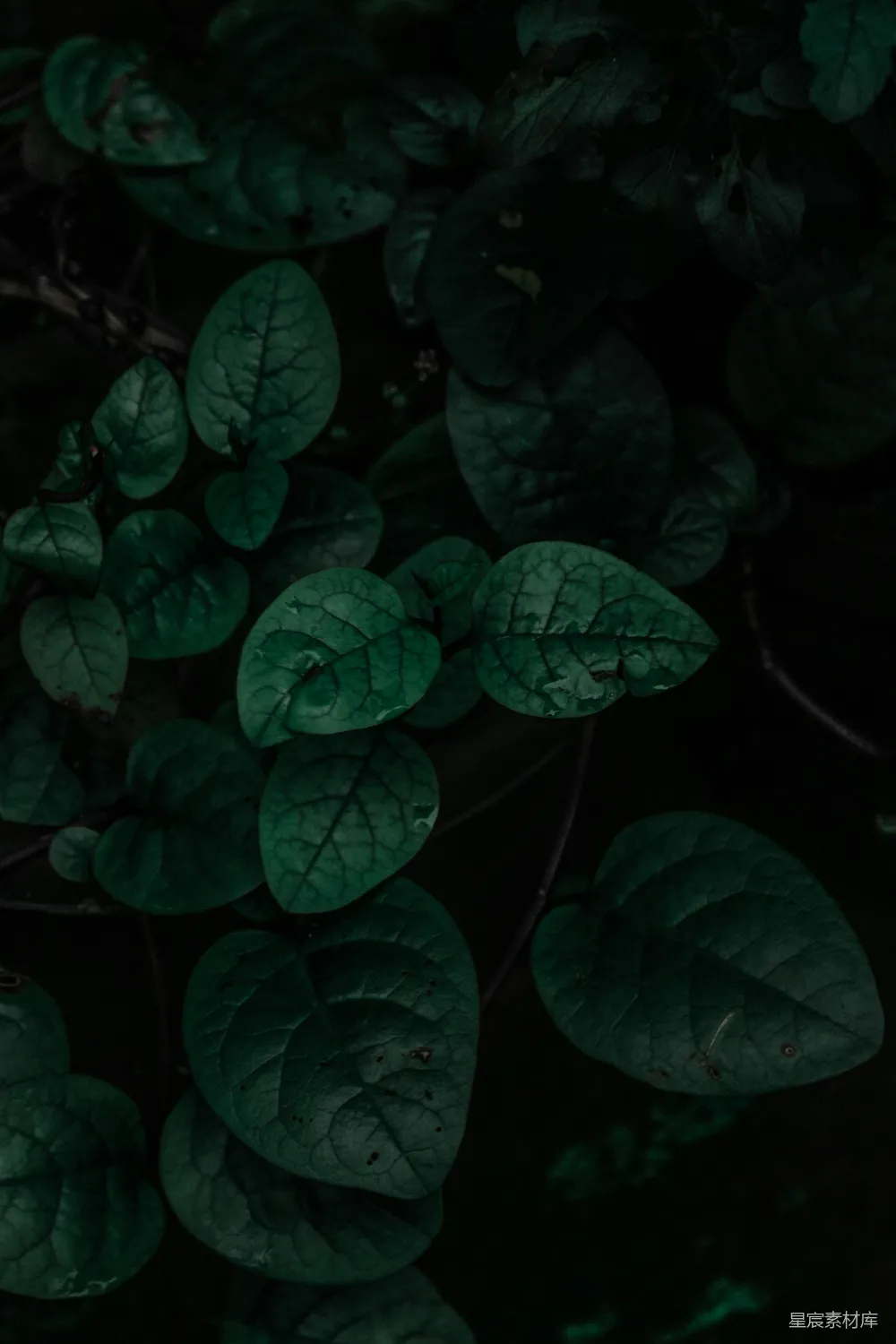 高清摄影 自然 绿色的叶子上有水珠