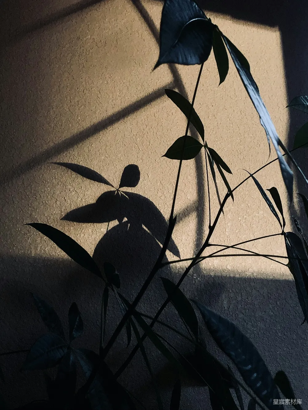 高清摄影  一株植物在墙上投下阴影。