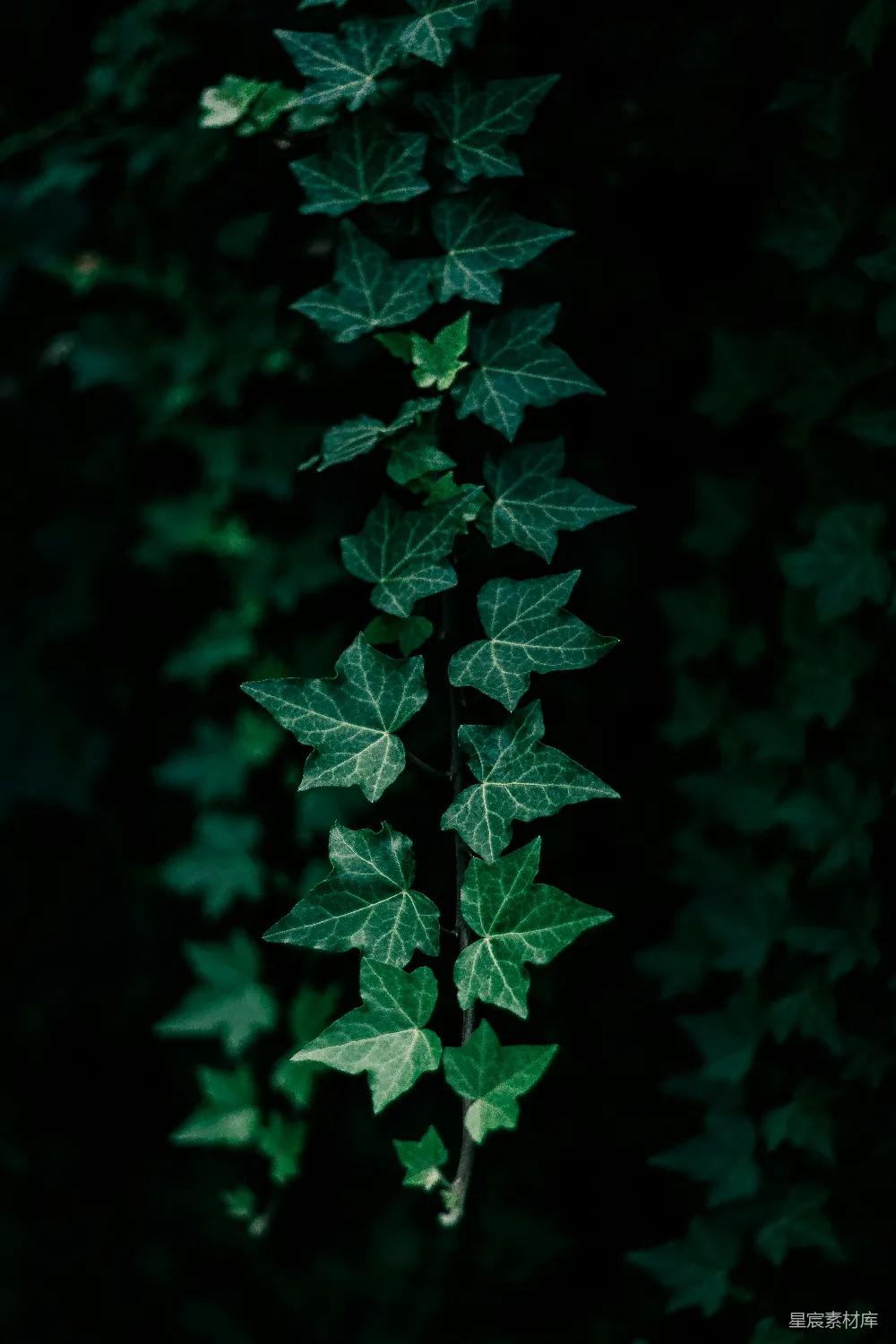 高清摄影  一株带有绿色叶子的植物，背景较暗。