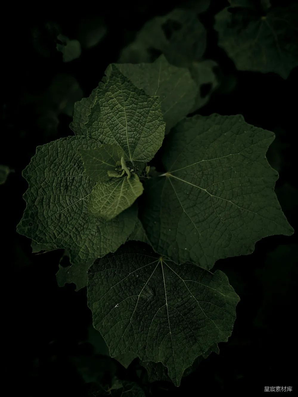 高清摄影  一株植物上的一片叶子的特写