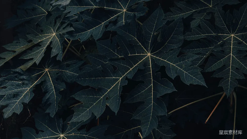 高清摄影  一张树叶在树上的特写照片
