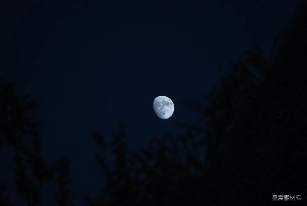 高清摄影  夜晚透过树木看到的满月