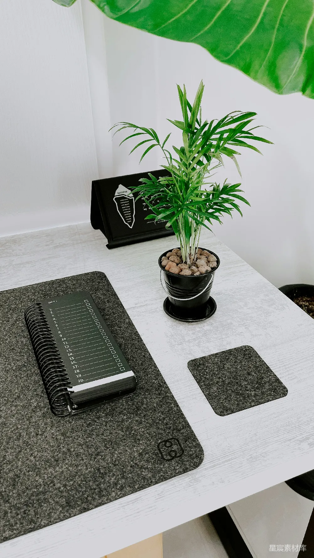 高清摄影  一盆植物放在白色桌子上。