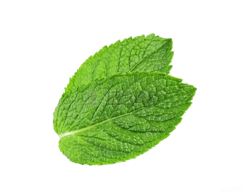 元素素材 元素 薄荷