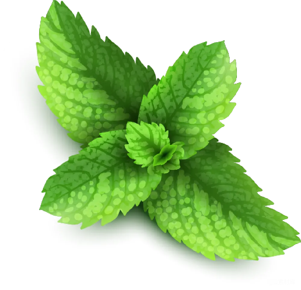 元素素材 植物 绿色 天然 新鲜薄荷叶片