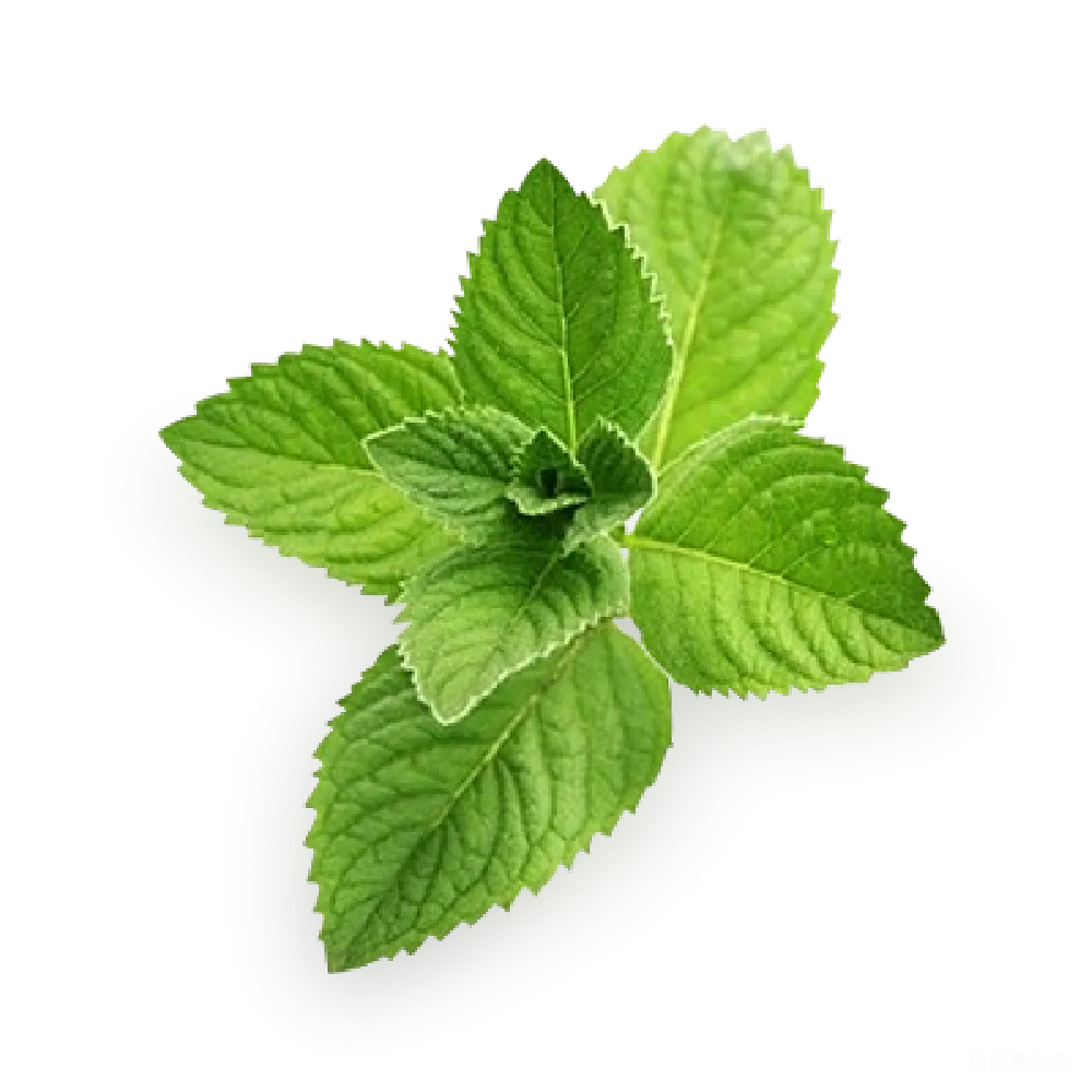 元素素材 薄荷