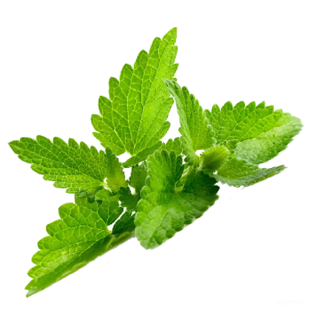 元素素材 元素 薄荷