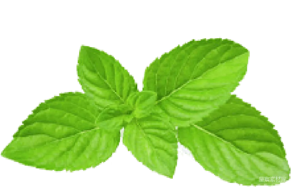 元素素材 薄荷