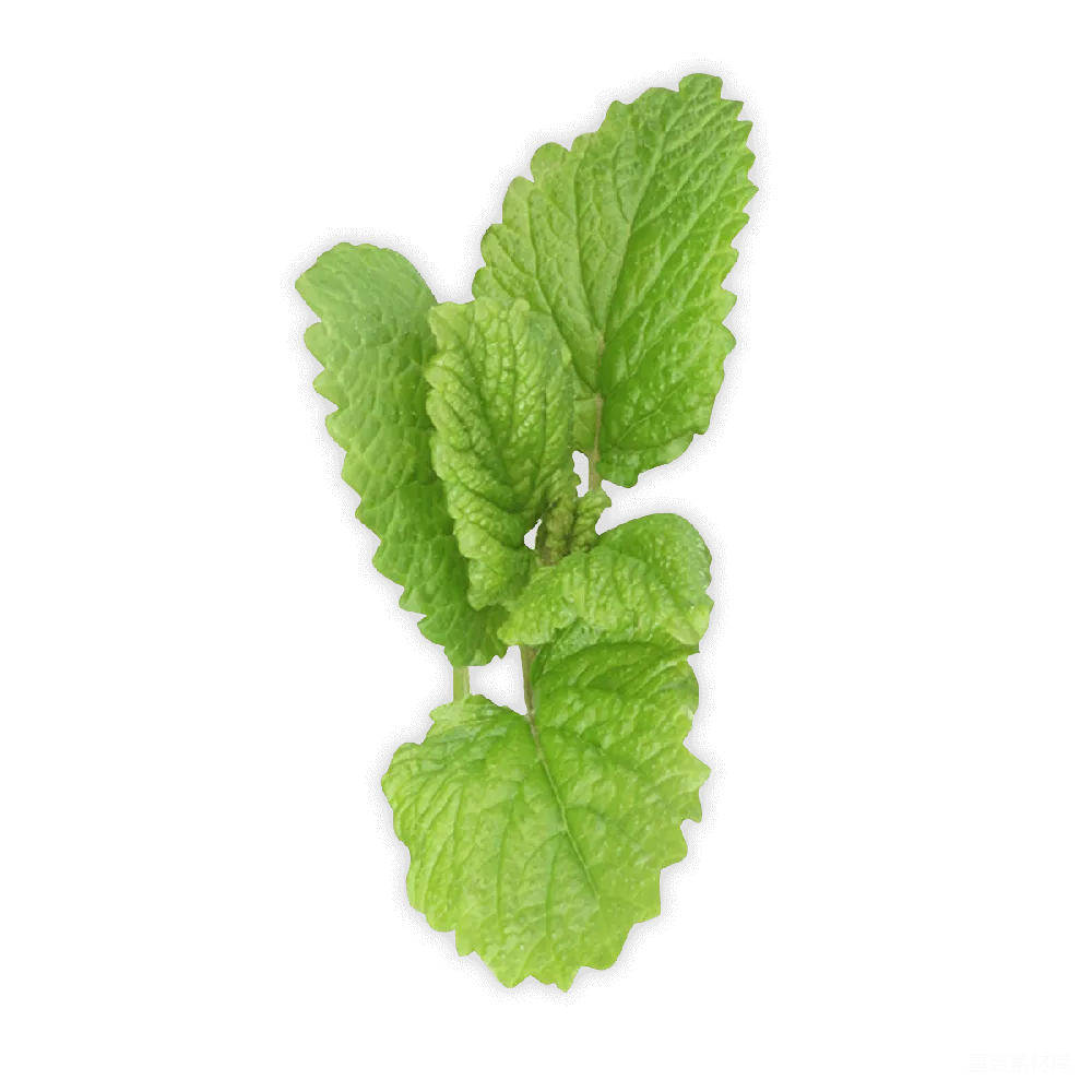 元素素材 元素 薄荷