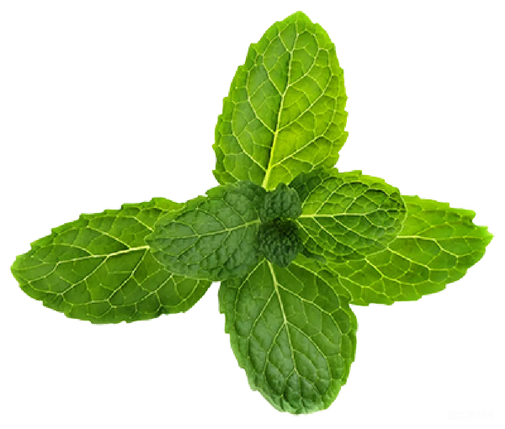 元素素材 元素 薄荷