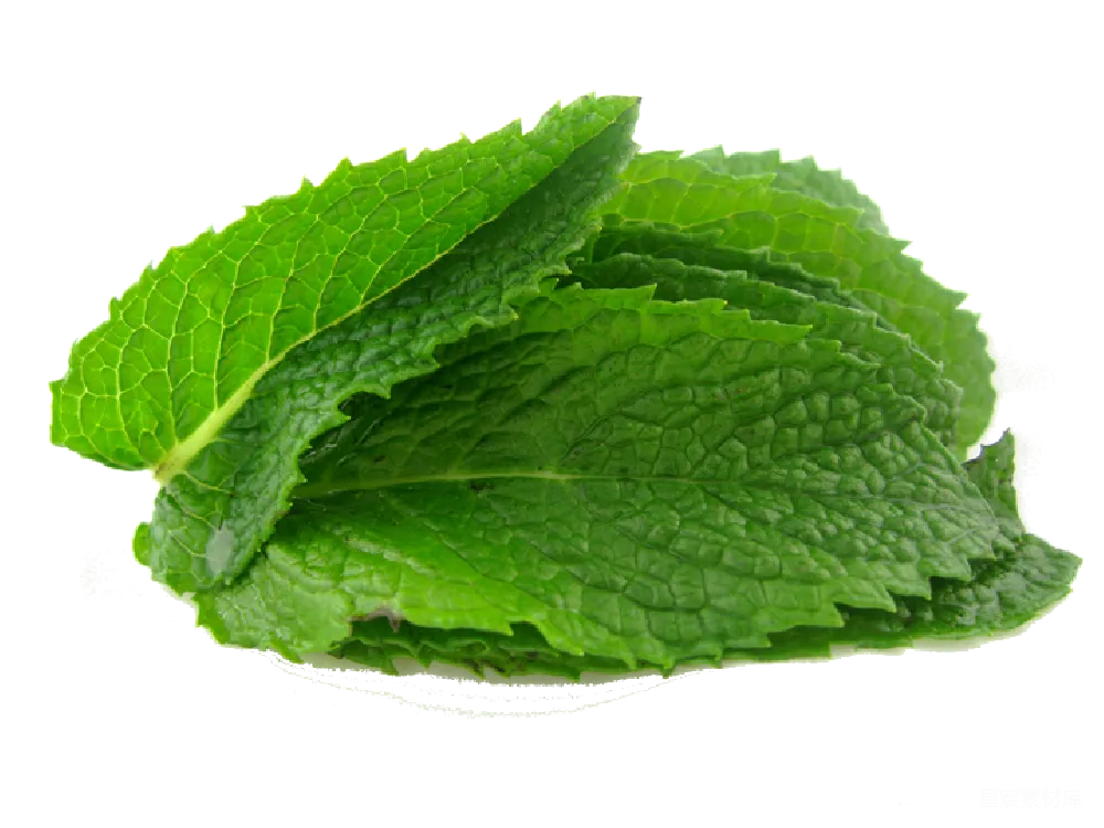 元素素材 元素 薄荷
