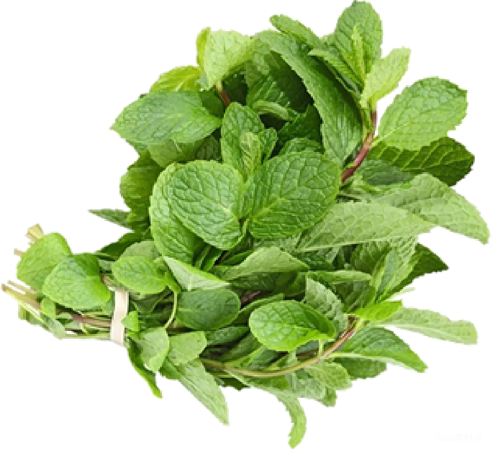 元素素材 薄荷