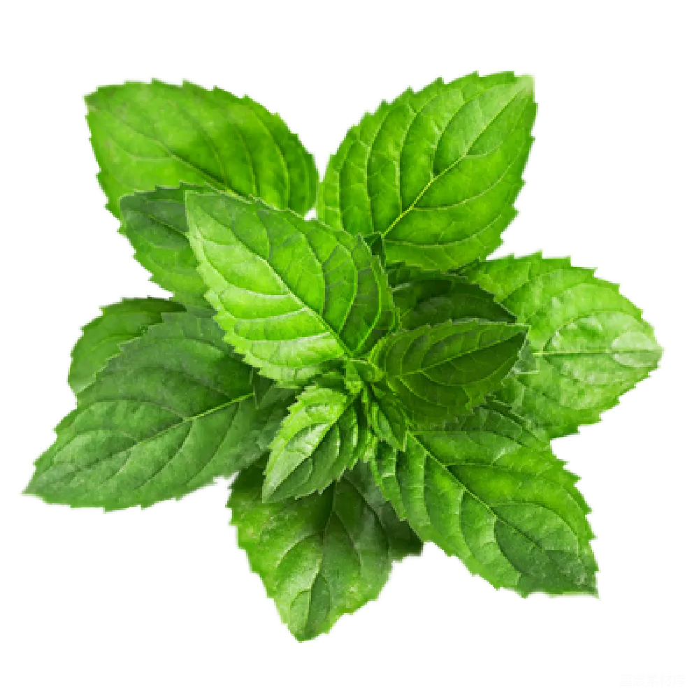 元素素材 薄荷