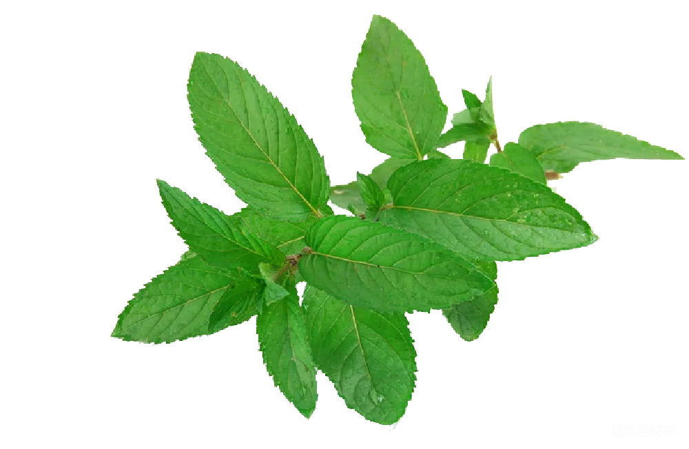 元素素材 薄荷
