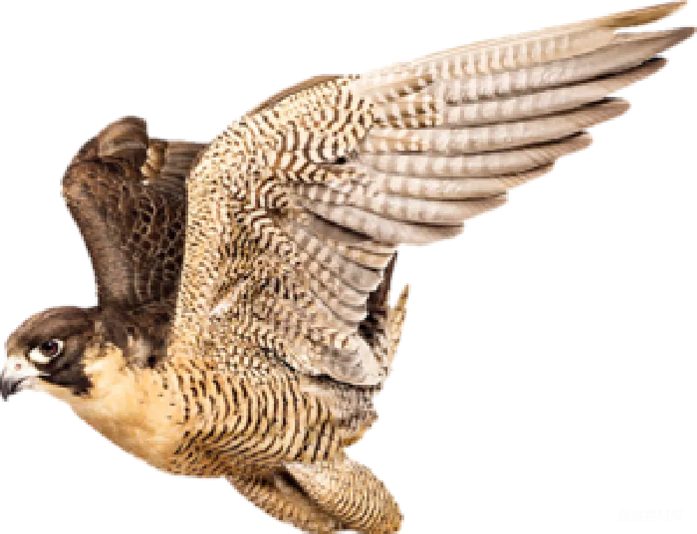 元素素材 falcon