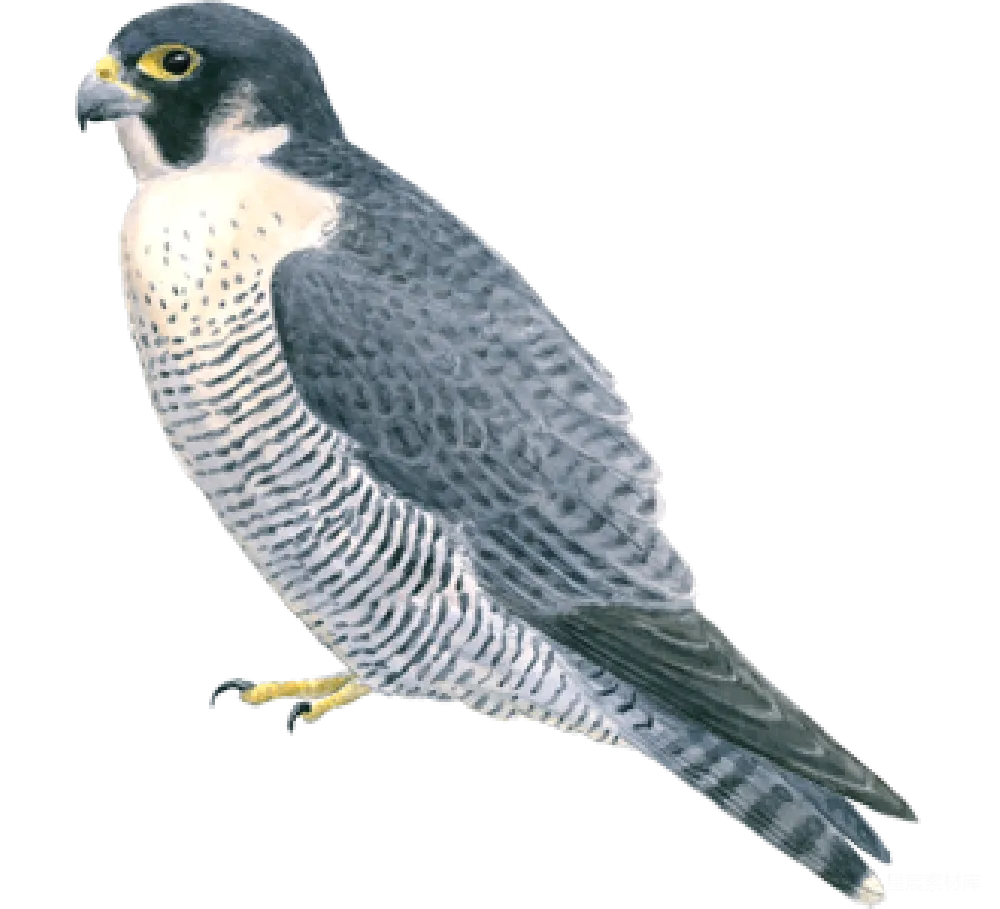 元素素材 元素 falcon