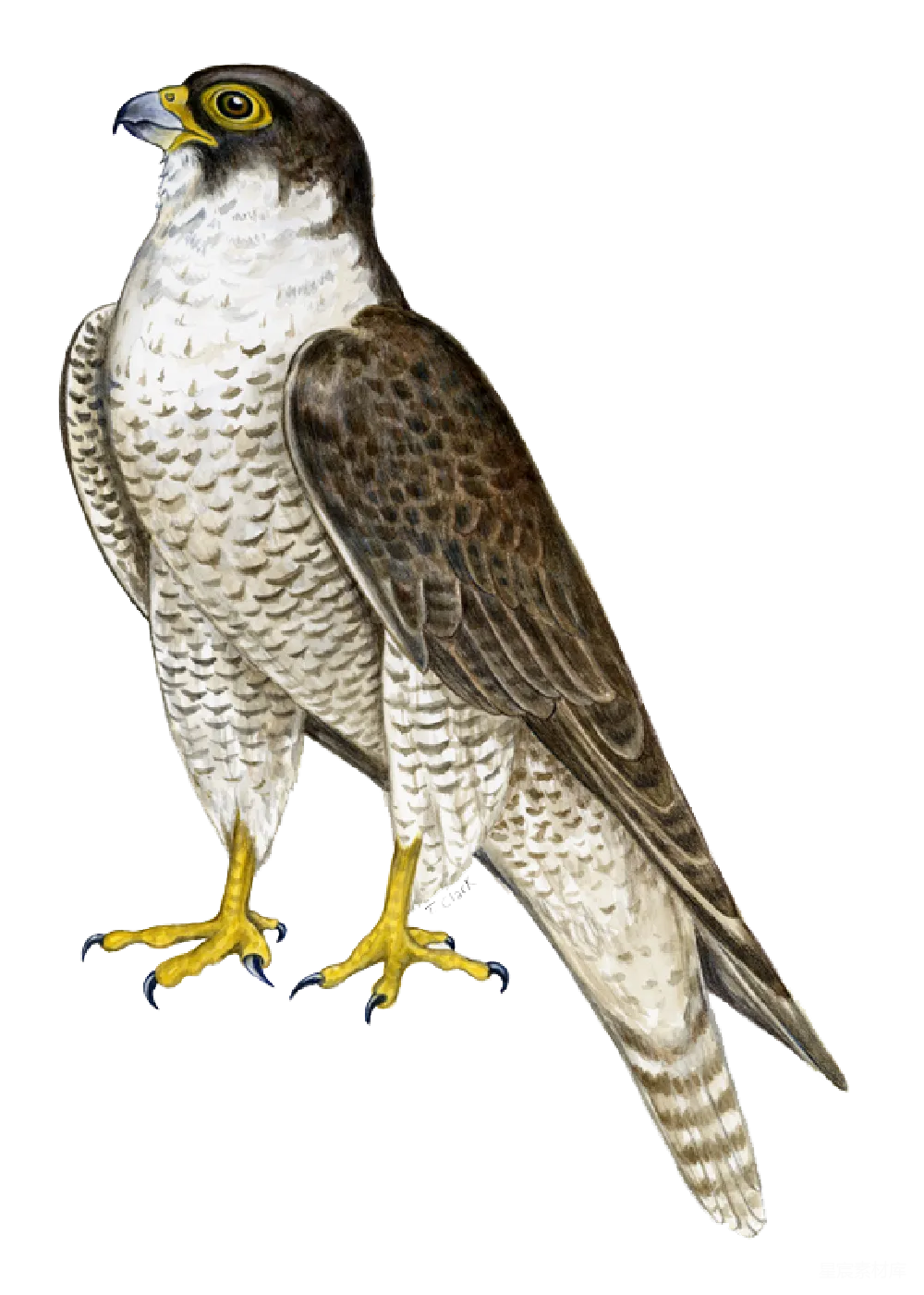 元素素材 元素 falcon