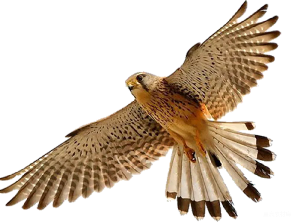元素素材 元素 falcon