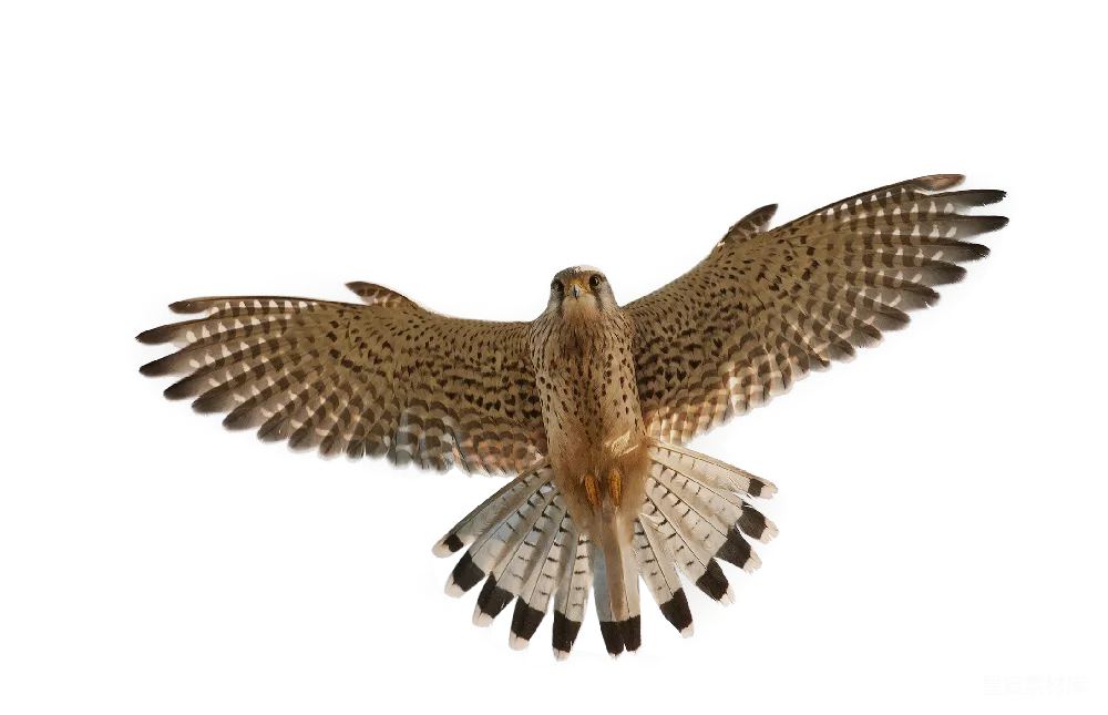 元素素材 元素 falcon