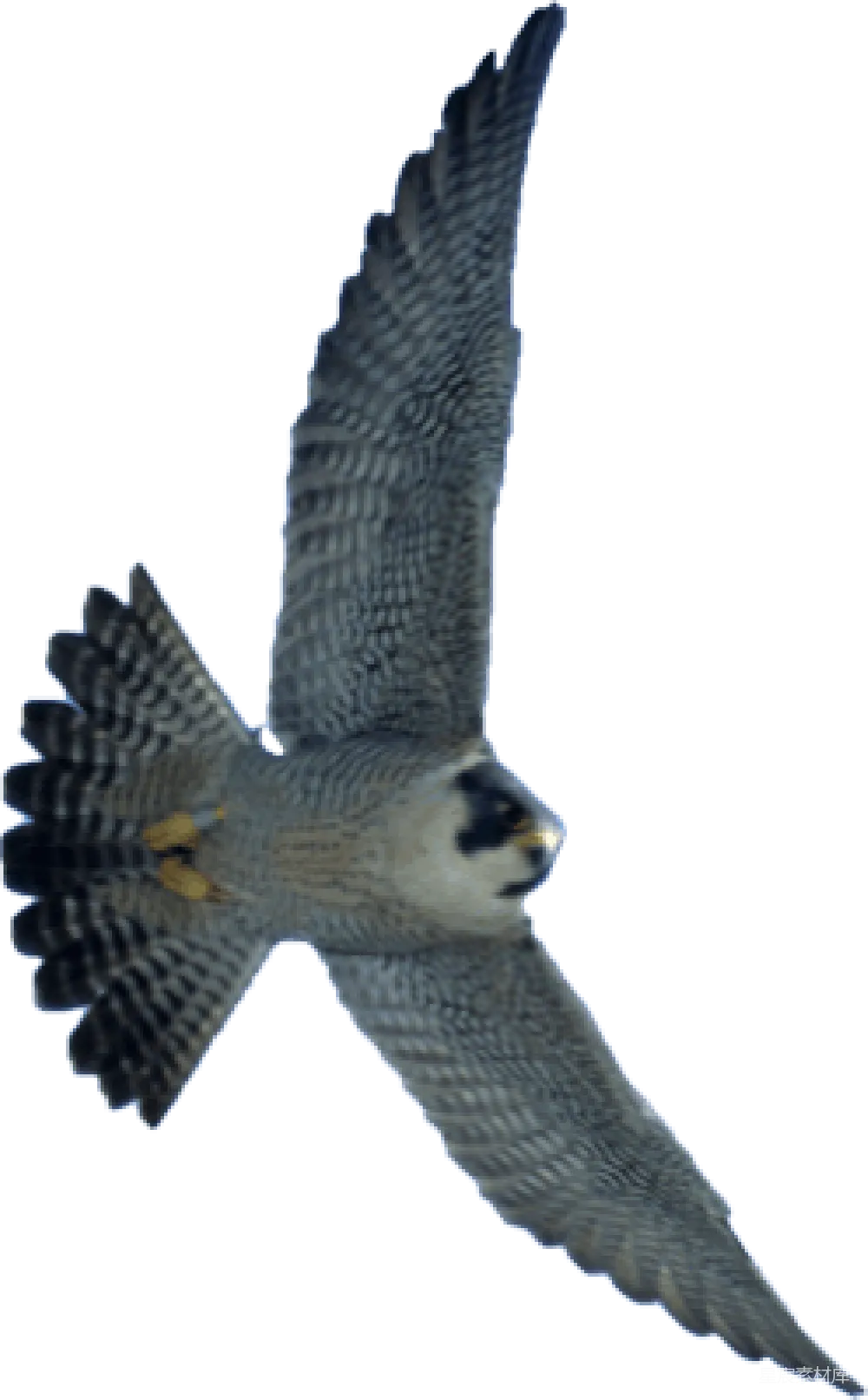 元素素材 falcon
