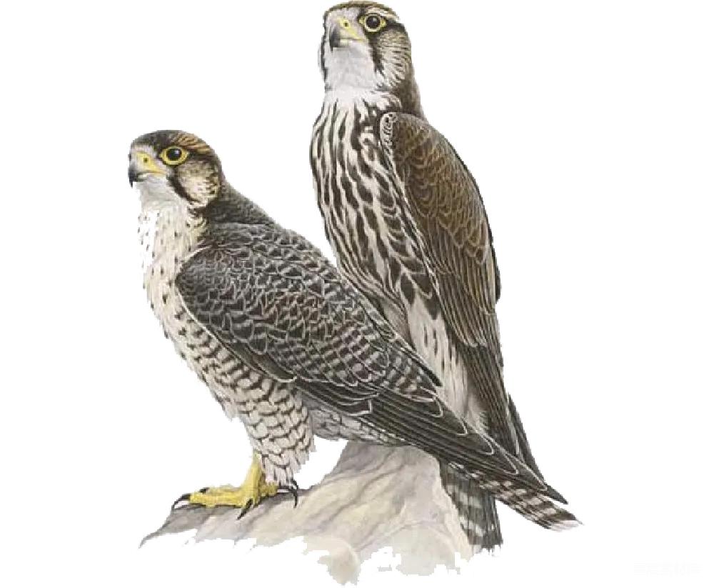 元素素材 元素 falcon